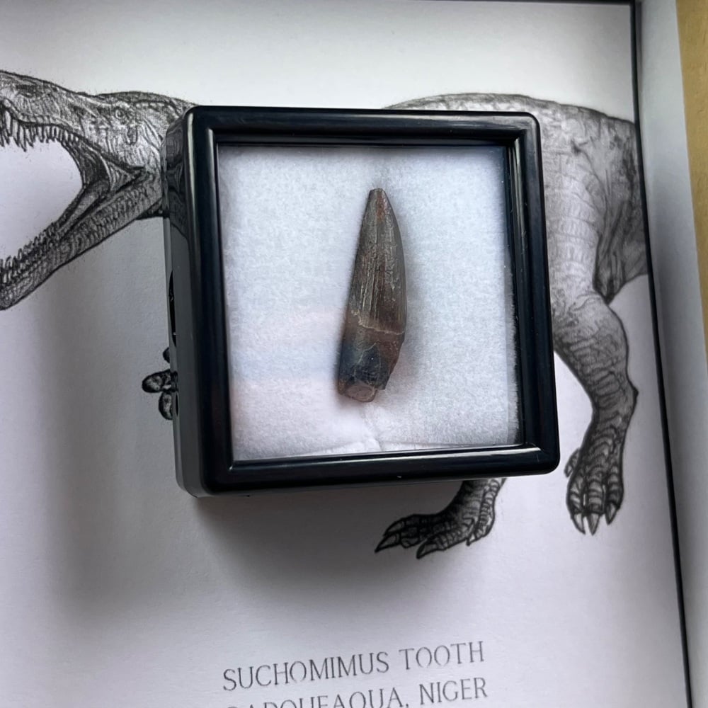 Suchomimus Tooth