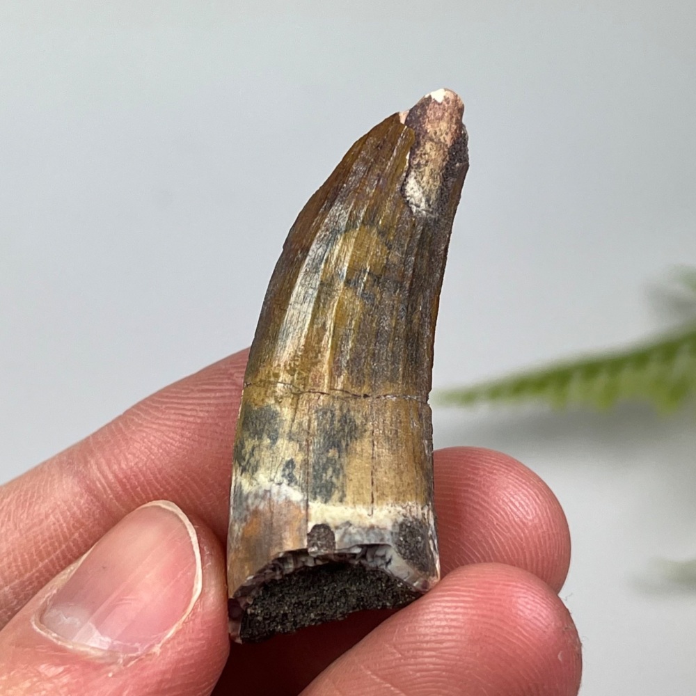 Suchomimus Tooth