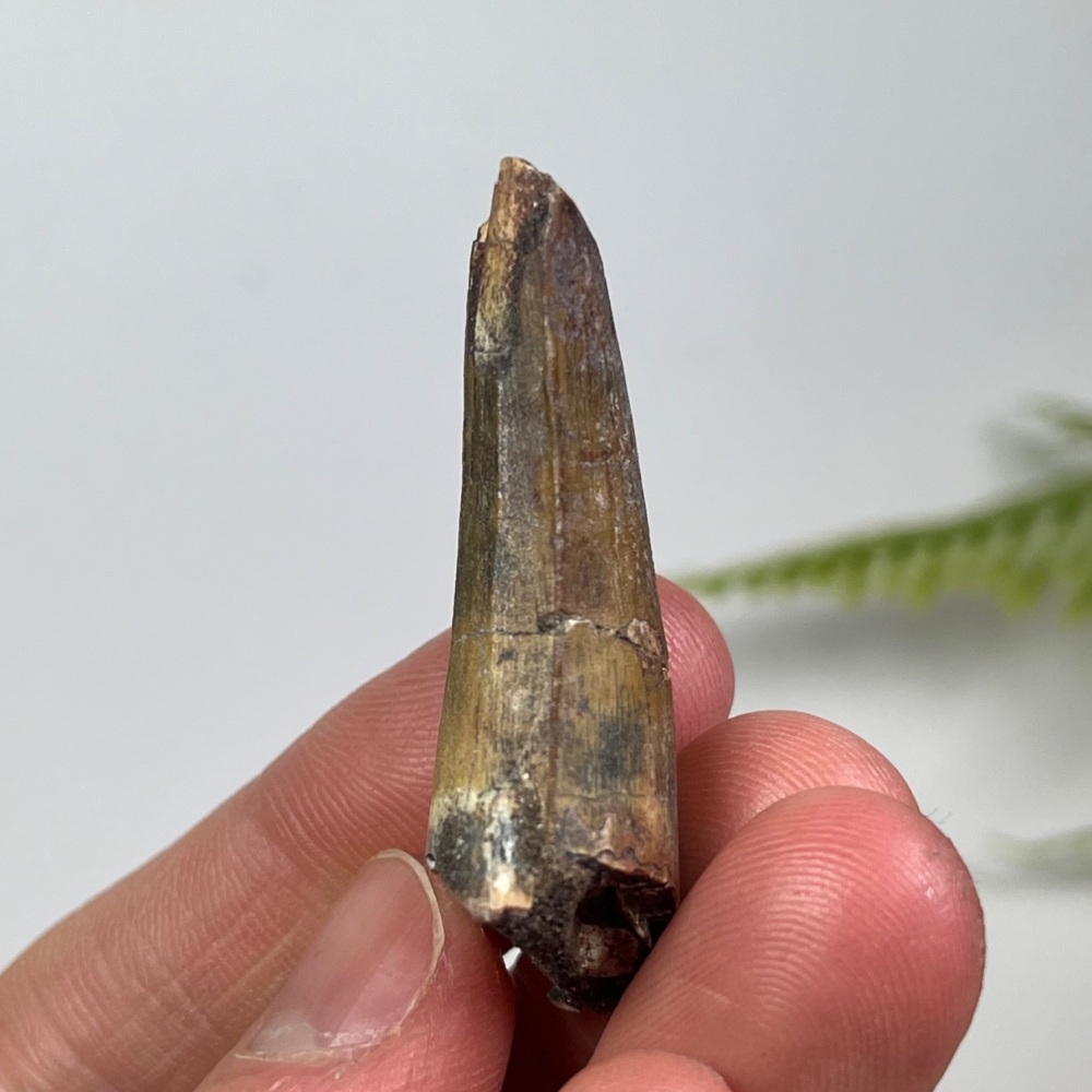 Suchomimus Tooth