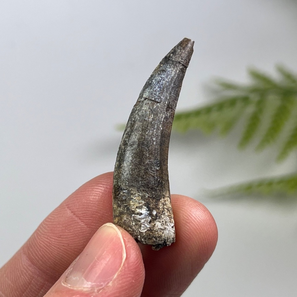 Suchomimus Tooth