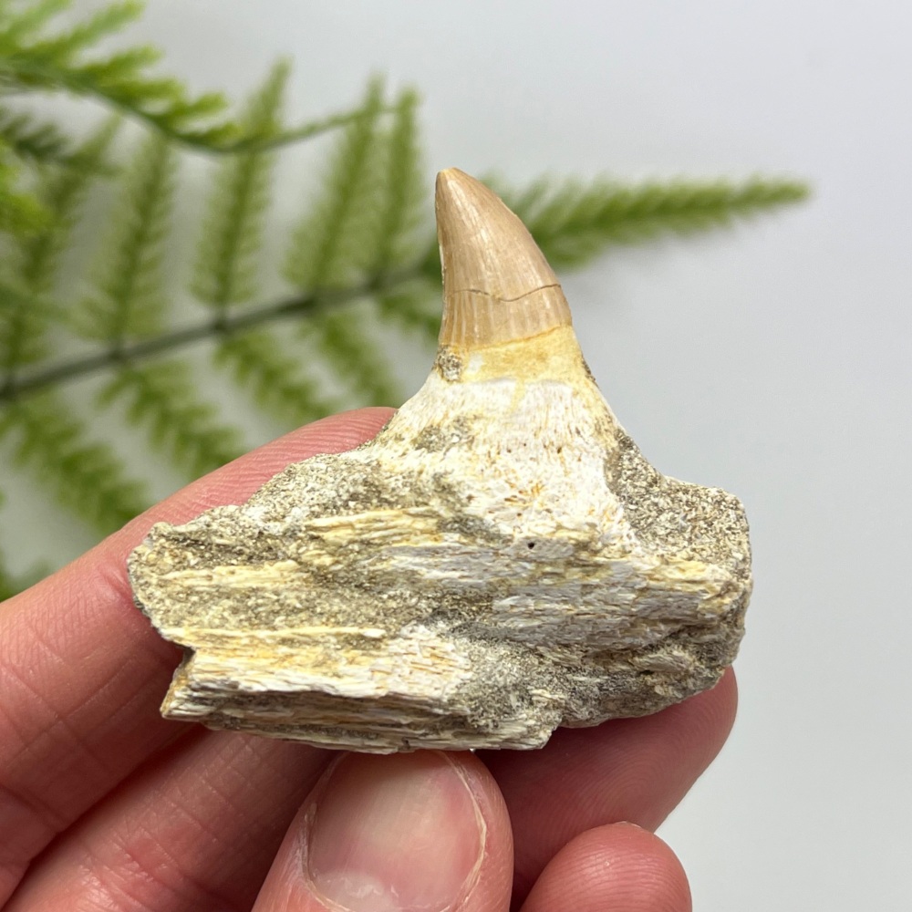 Mosasaur tooth & Jaw