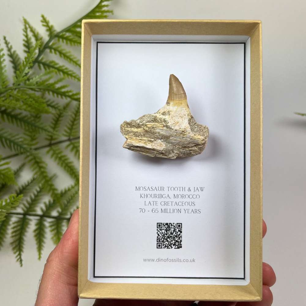 Mosasaur tooth & Jaw
