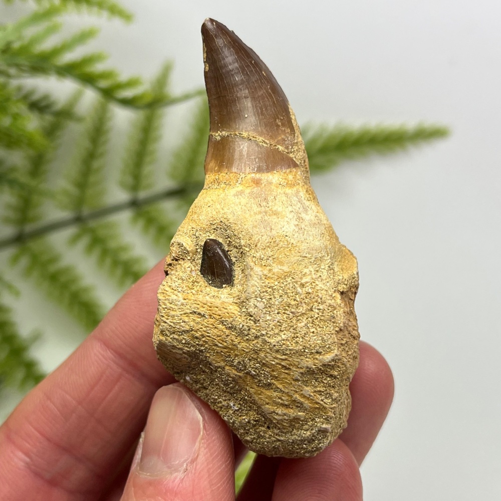 Mosasaur tooth & Jaw