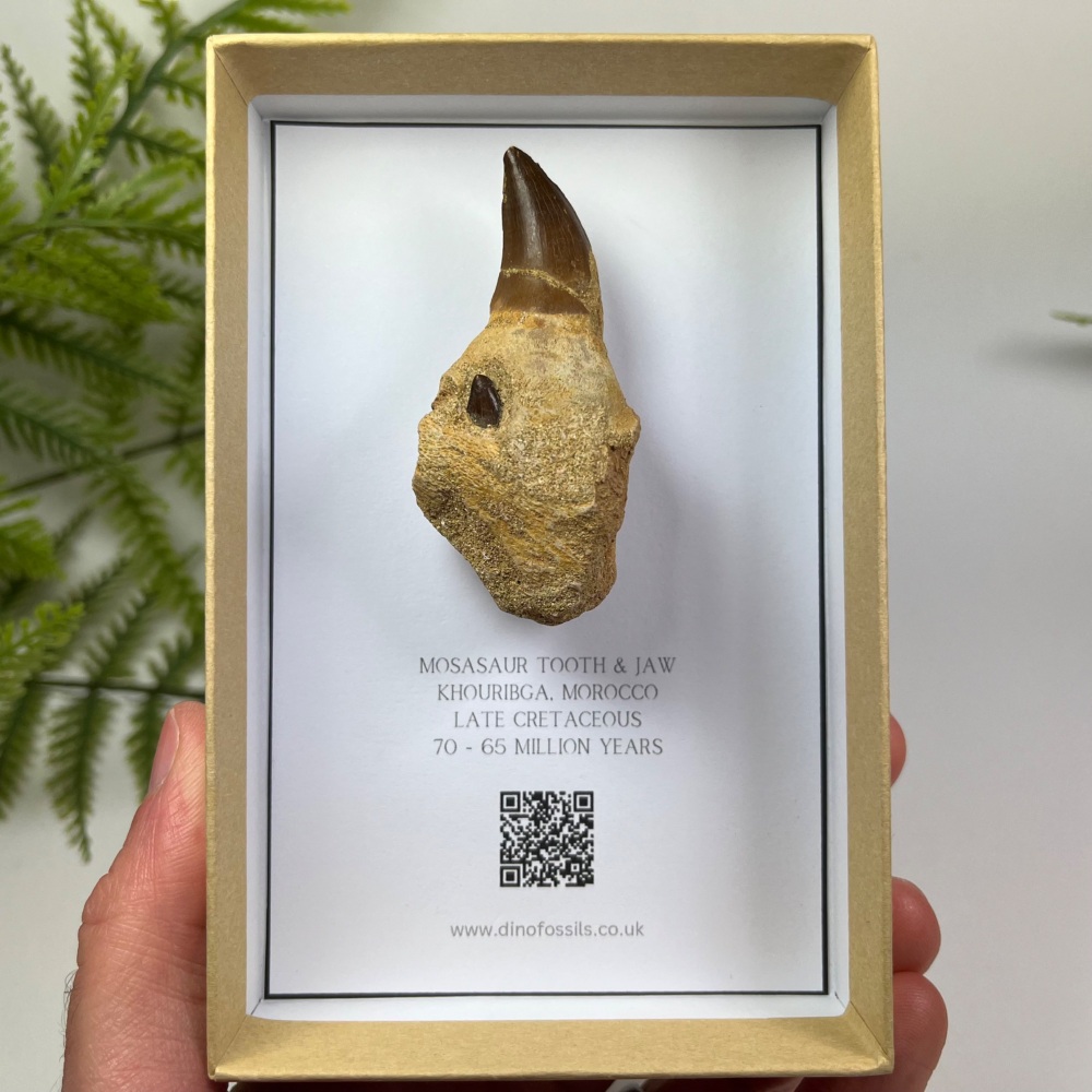 Mosasaur tooth & Jaw