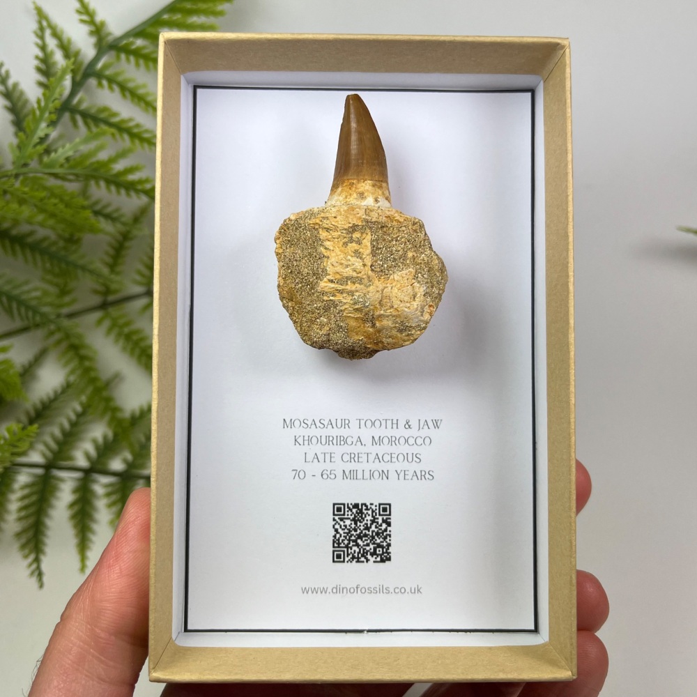 Mosasaur tooth & Jaw