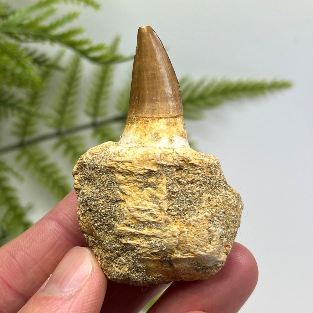 Mosasaur tooth & Jaw