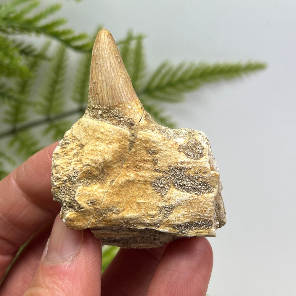 Mosasaur tooth & Jaw