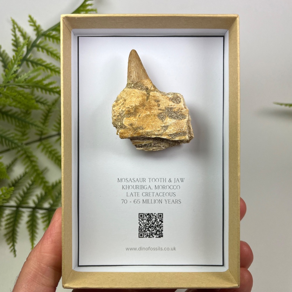 Mosasaur tooth & Jaw