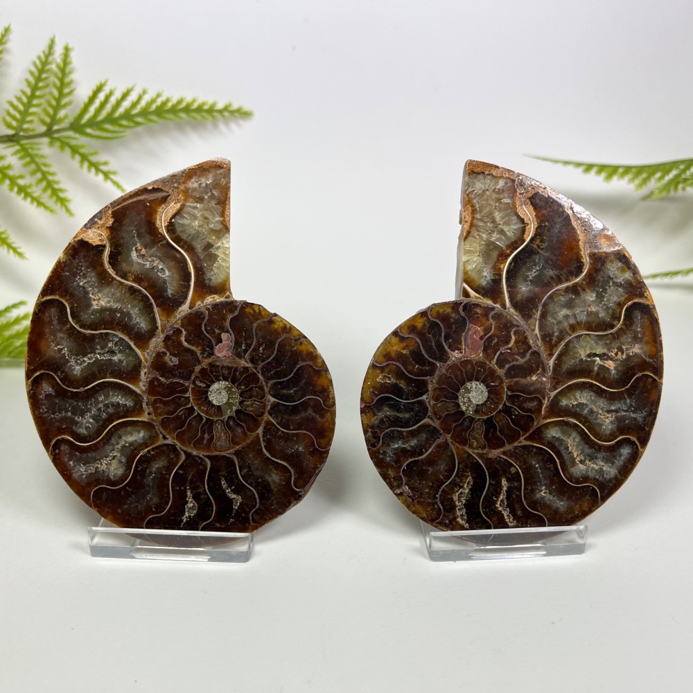 Ammonite (Cut & Polished)