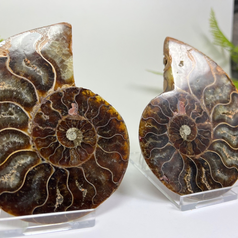 Ammonite (Cut & Polished)