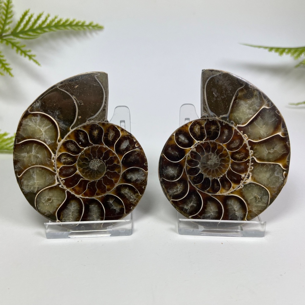 Ammonite (Cut & Polished)