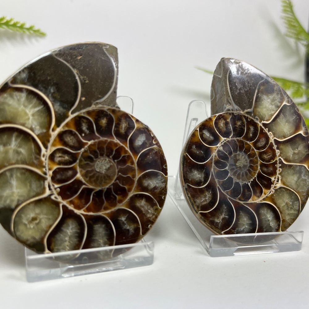 Ammonite (Cut & Polished)