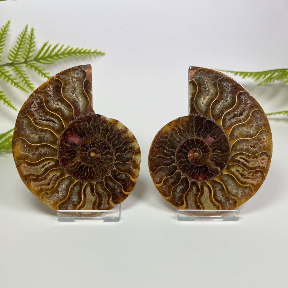 Ammonite (Cut & Polished)
