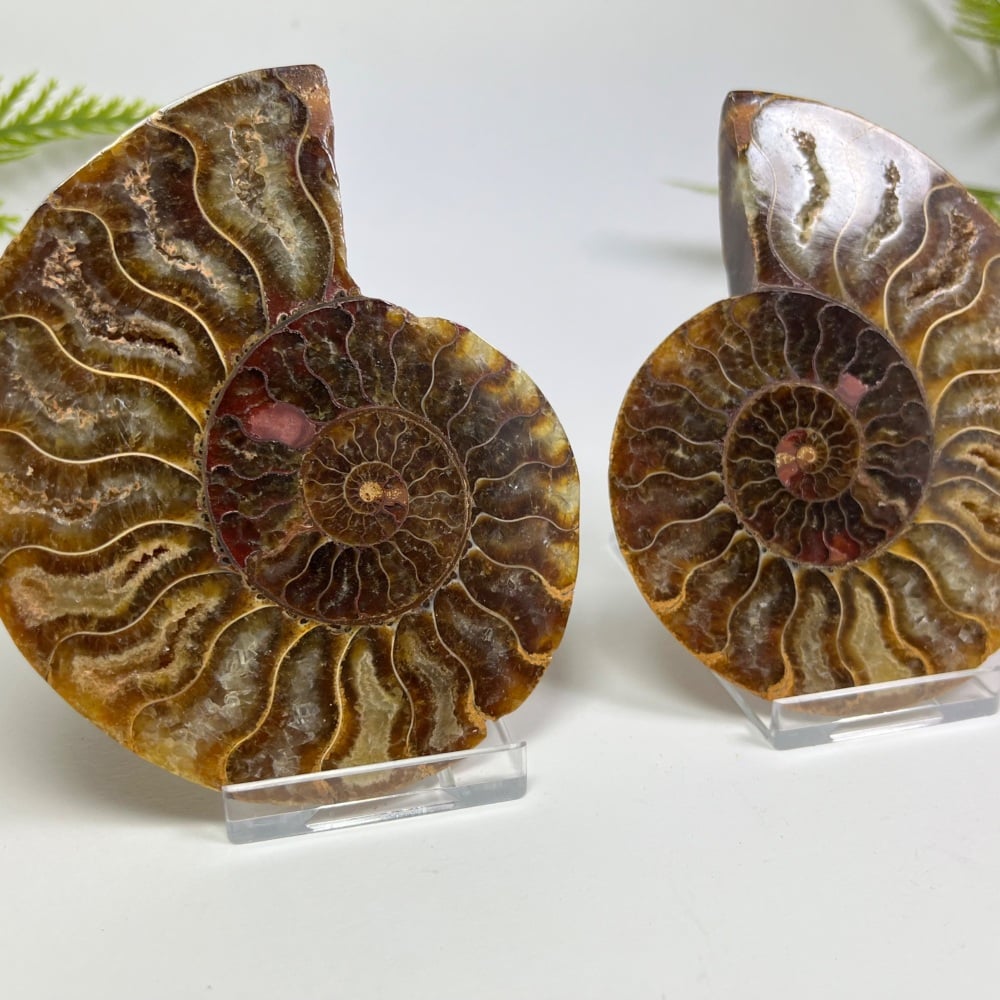 Ammonite (Cut & Polished)