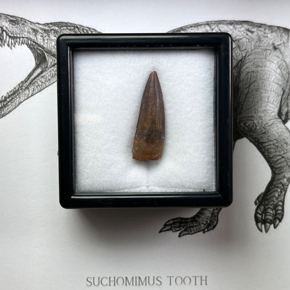Suchomimus Tooth