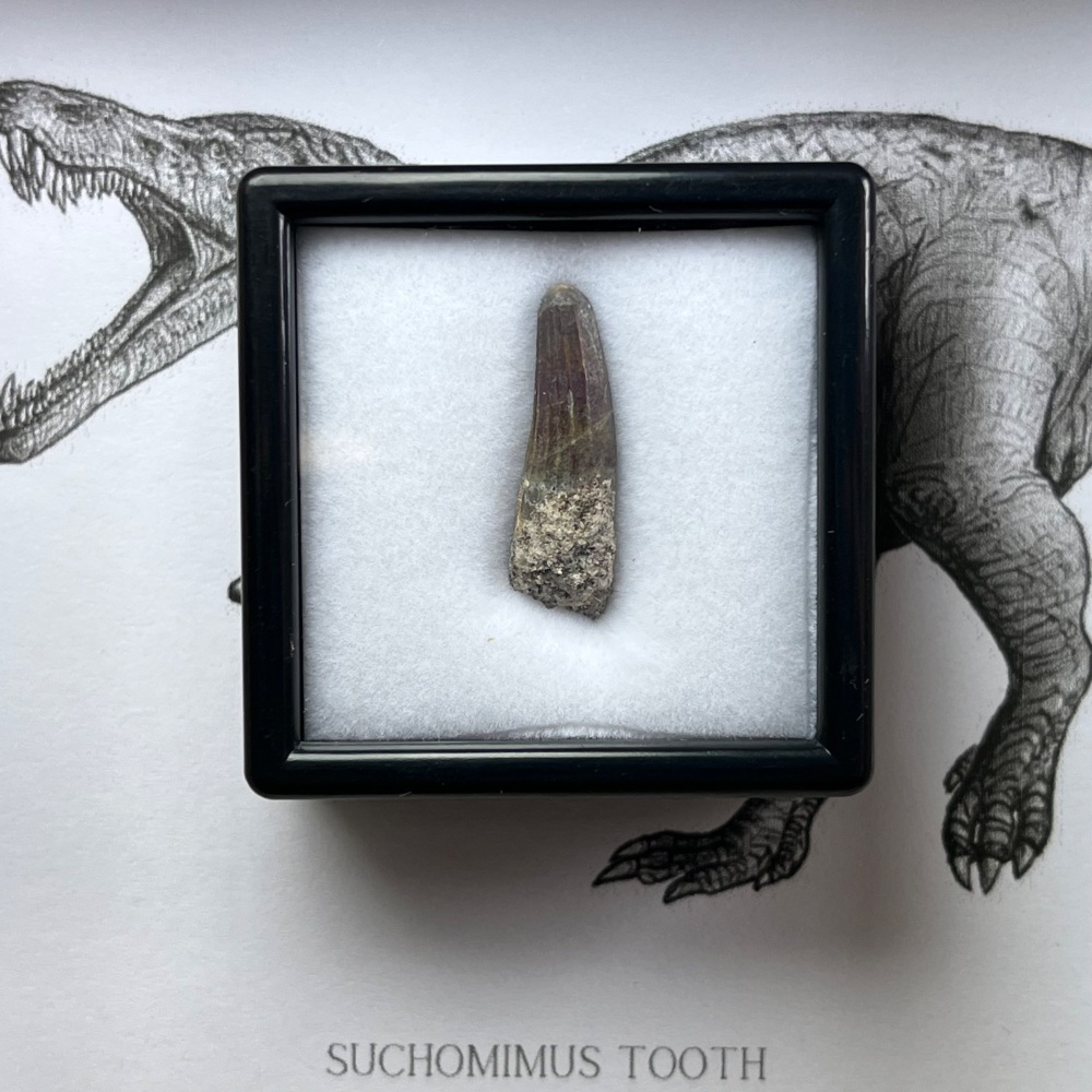 Suchomimus Tooth