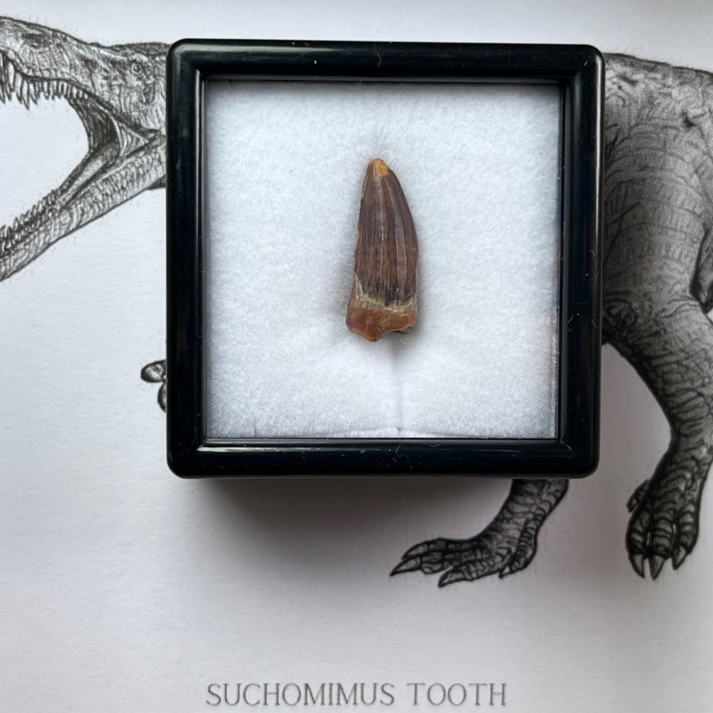 Suchomimus Tooth