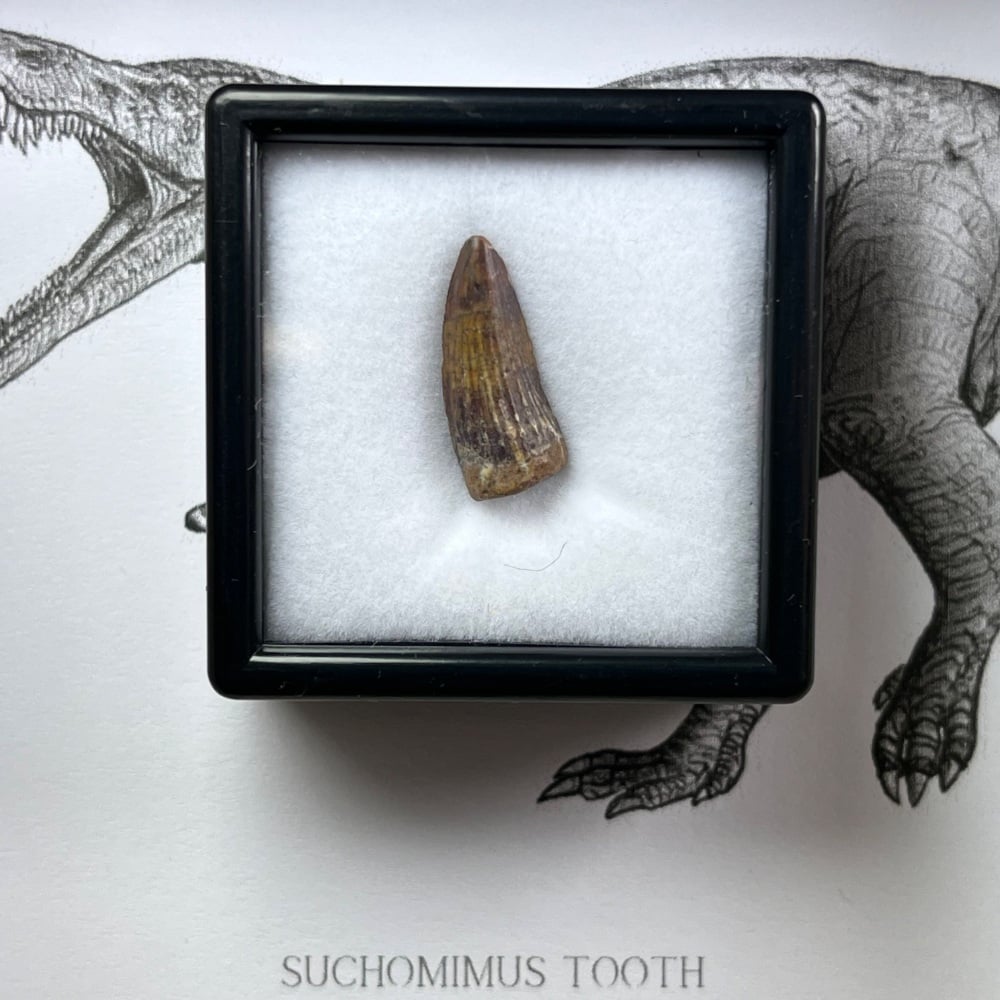 Suchomimus Tooth