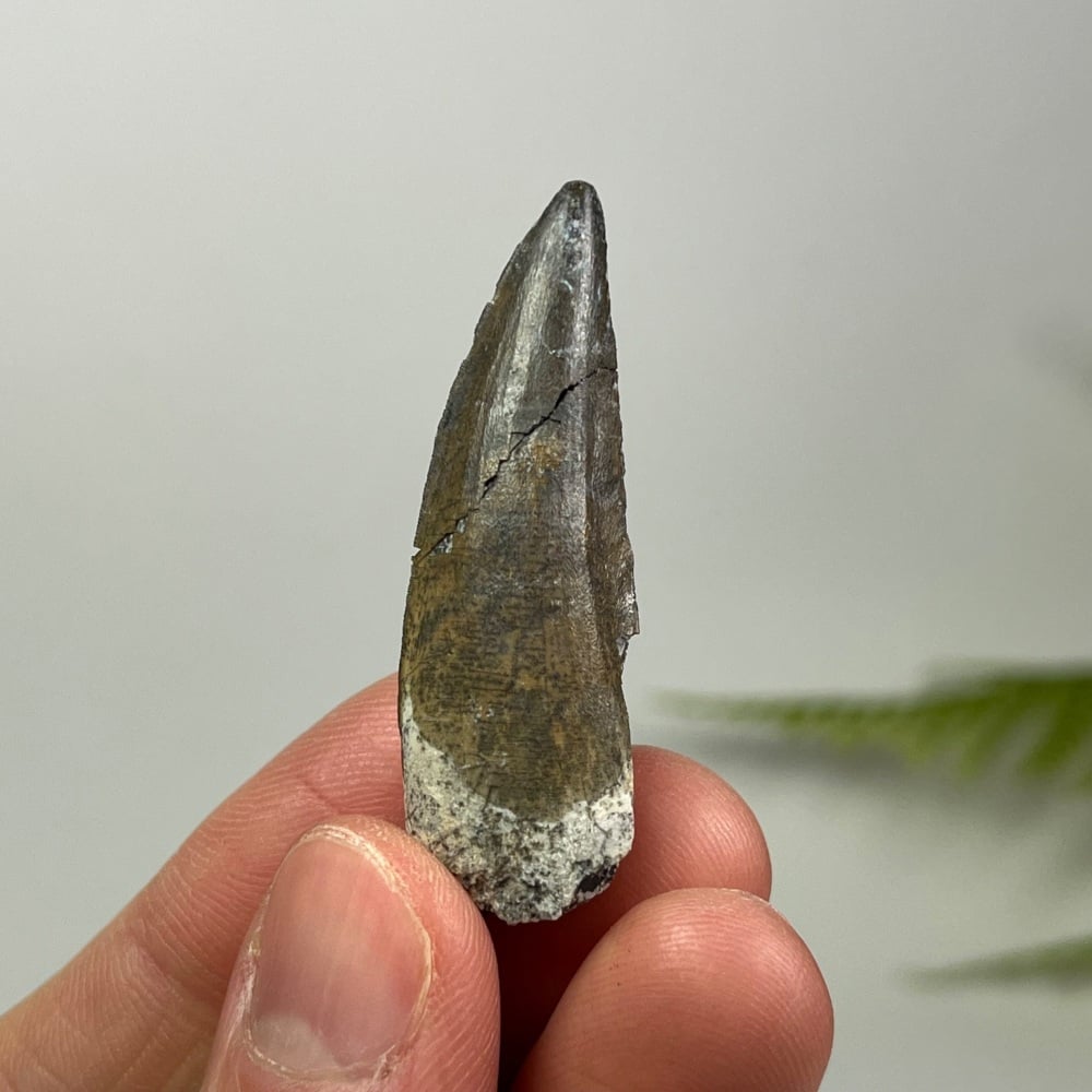 Suchomimus Tooth