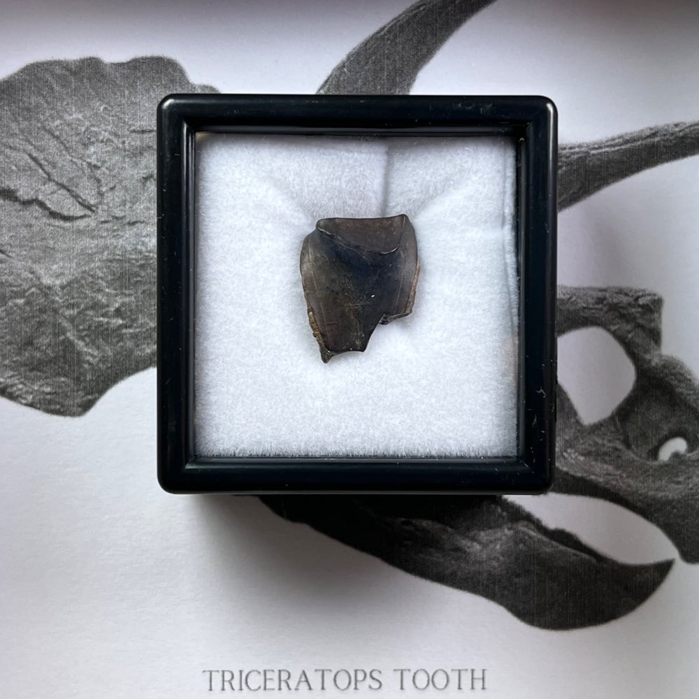 Triceratops Tooth