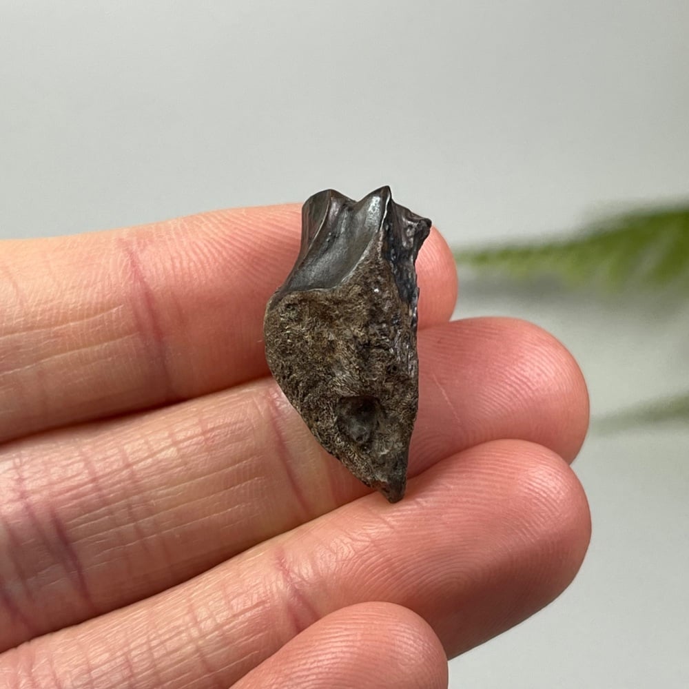 Triceratops Tooth