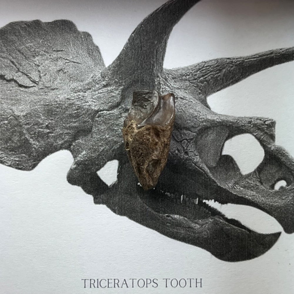 Triceratops Tooth
