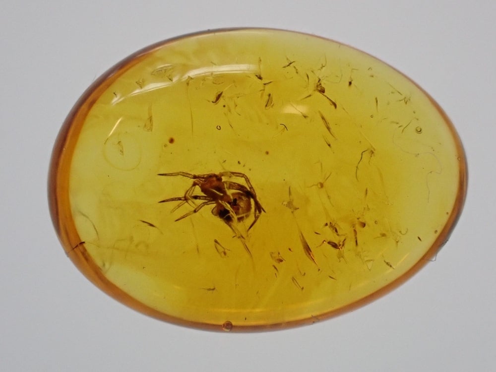 Baltic Amber with Spider Inclusion