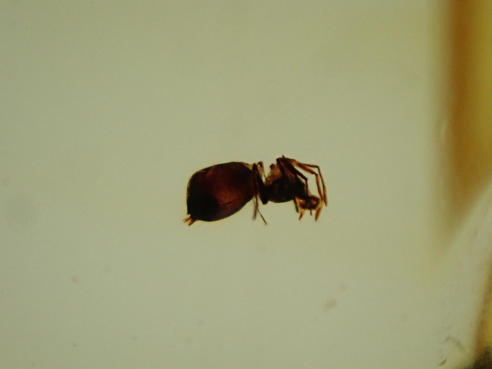 Baltic Amber with Spider Inclusion