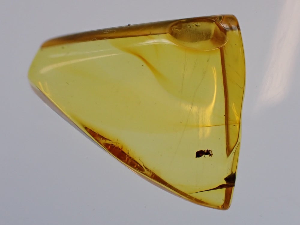 Baltic Amber with Spider Inclusion