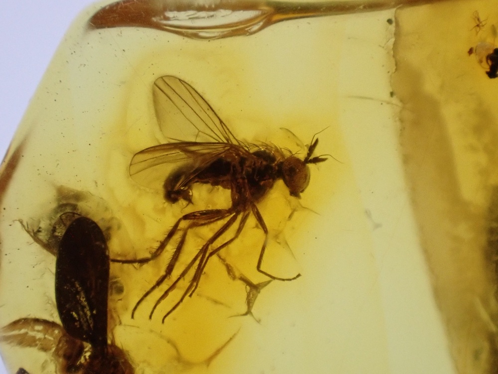 Baltic Amber with Long-legged fly Inclusions