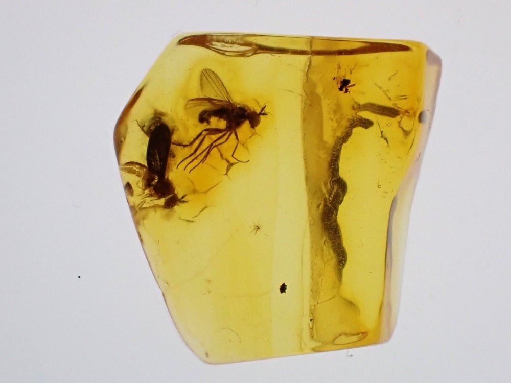 Baltic Amber with Long-legged fly Inclusions