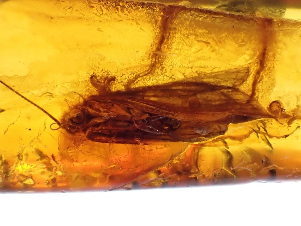 Baltic Amber with Caddisfly Inclusion