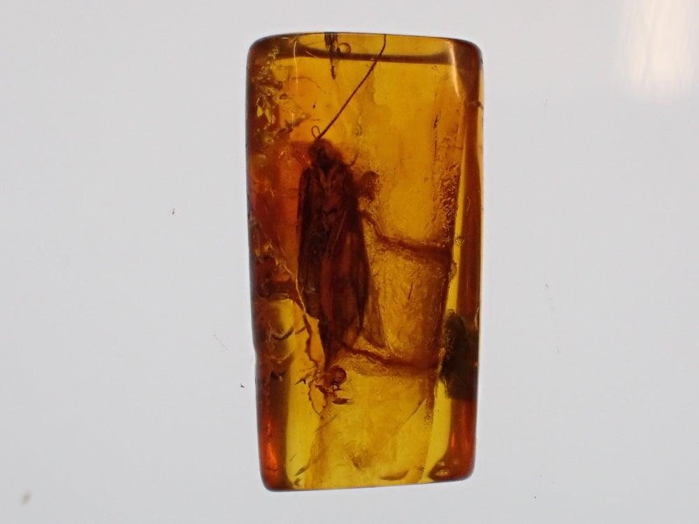 Baltic Amber with Caddisfly Inclusion