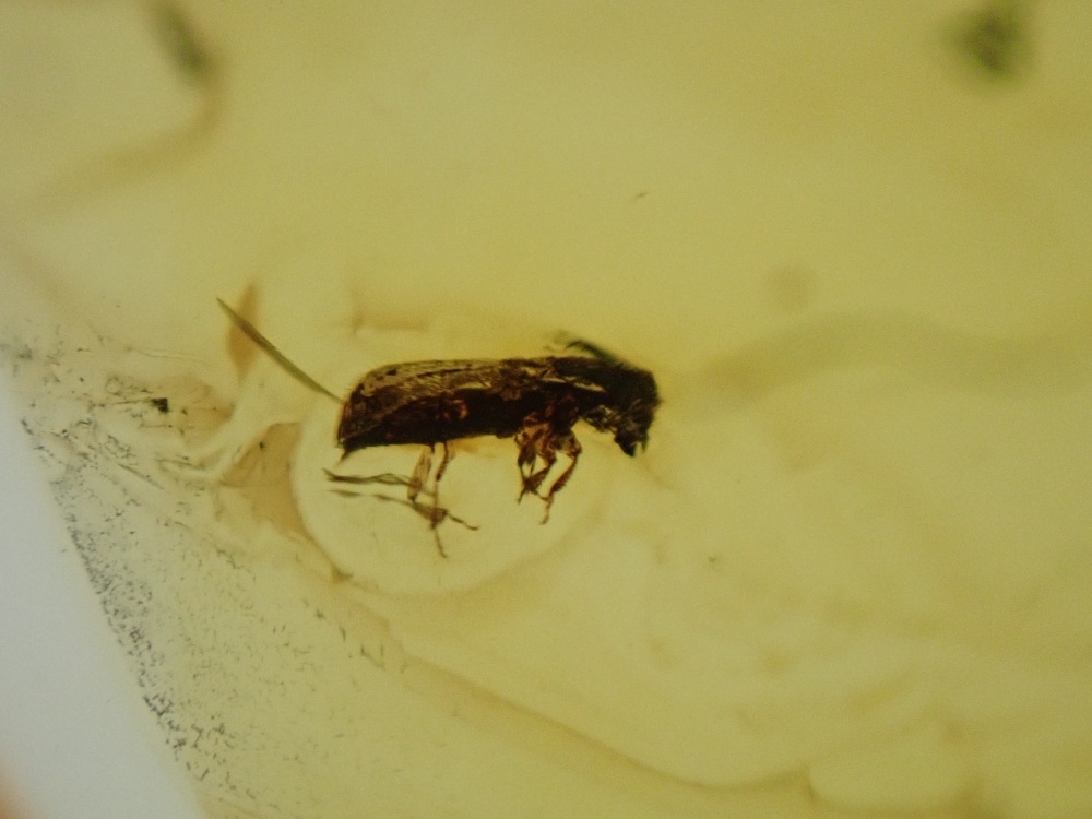 Baltic Amber with Bark Beetle Inclusion
