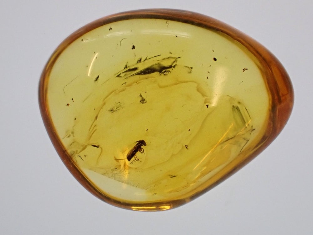 Baltic Amber with Bark Beetle Inclusion