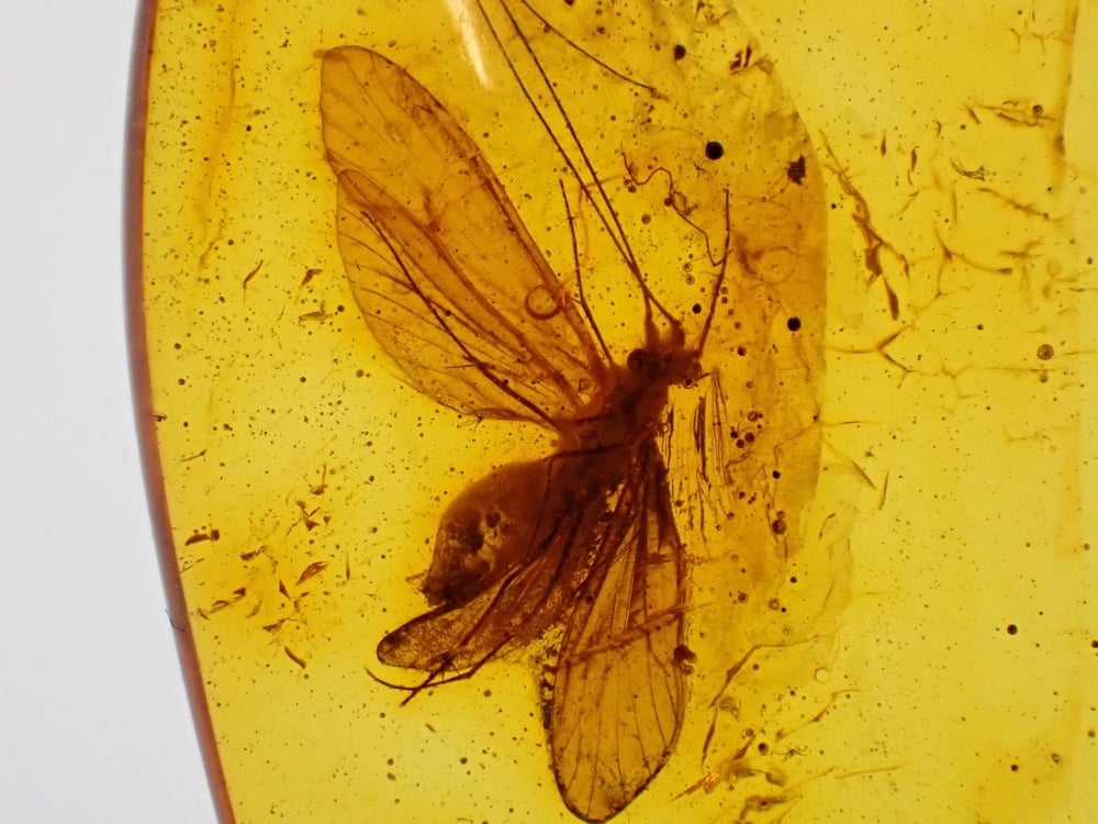 Baltic Amber with Beautiful Caddisfly Inclusion
