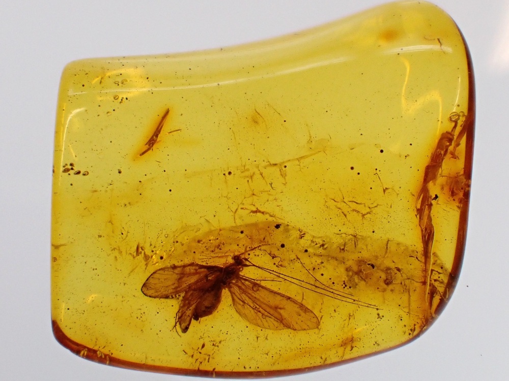 Baltic Amber with Beautiful Caddisfly Inclusion