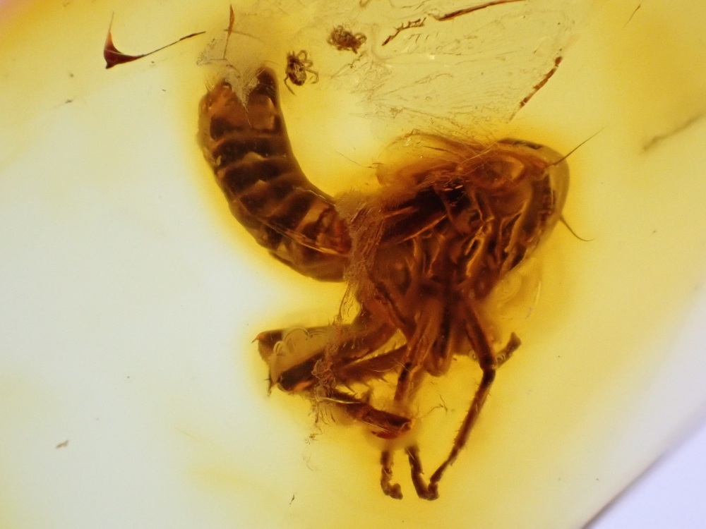 Baltic Amber with Froghopper Inclusion