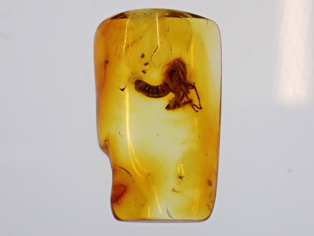 Baltic Amber with Froghopper Inclusion
