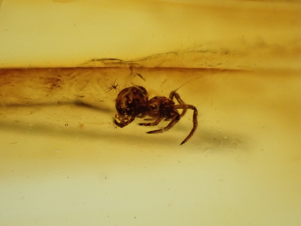 Baltic Amber with Spider Inclusion