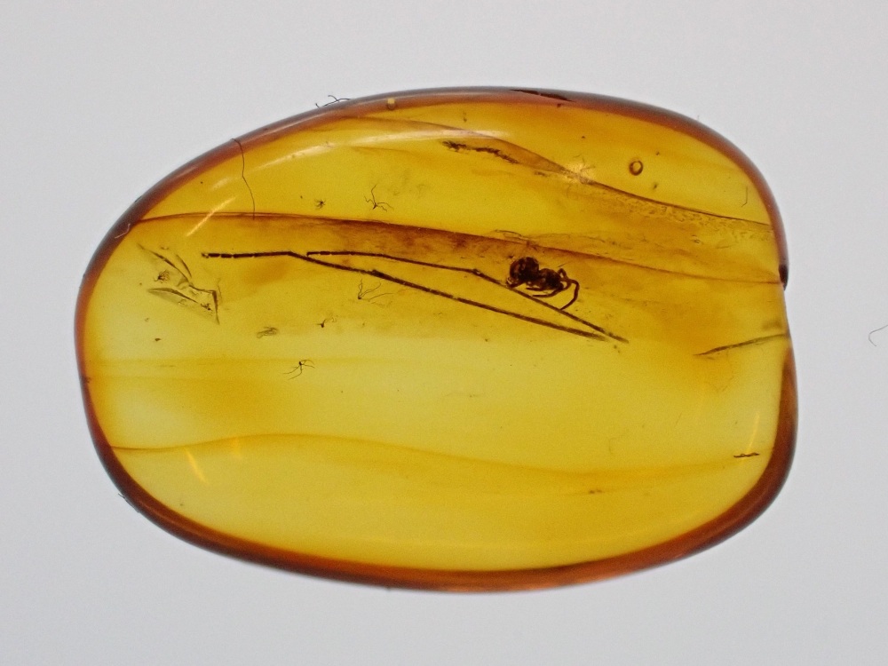 Baltic Amber with Spider Inclusion