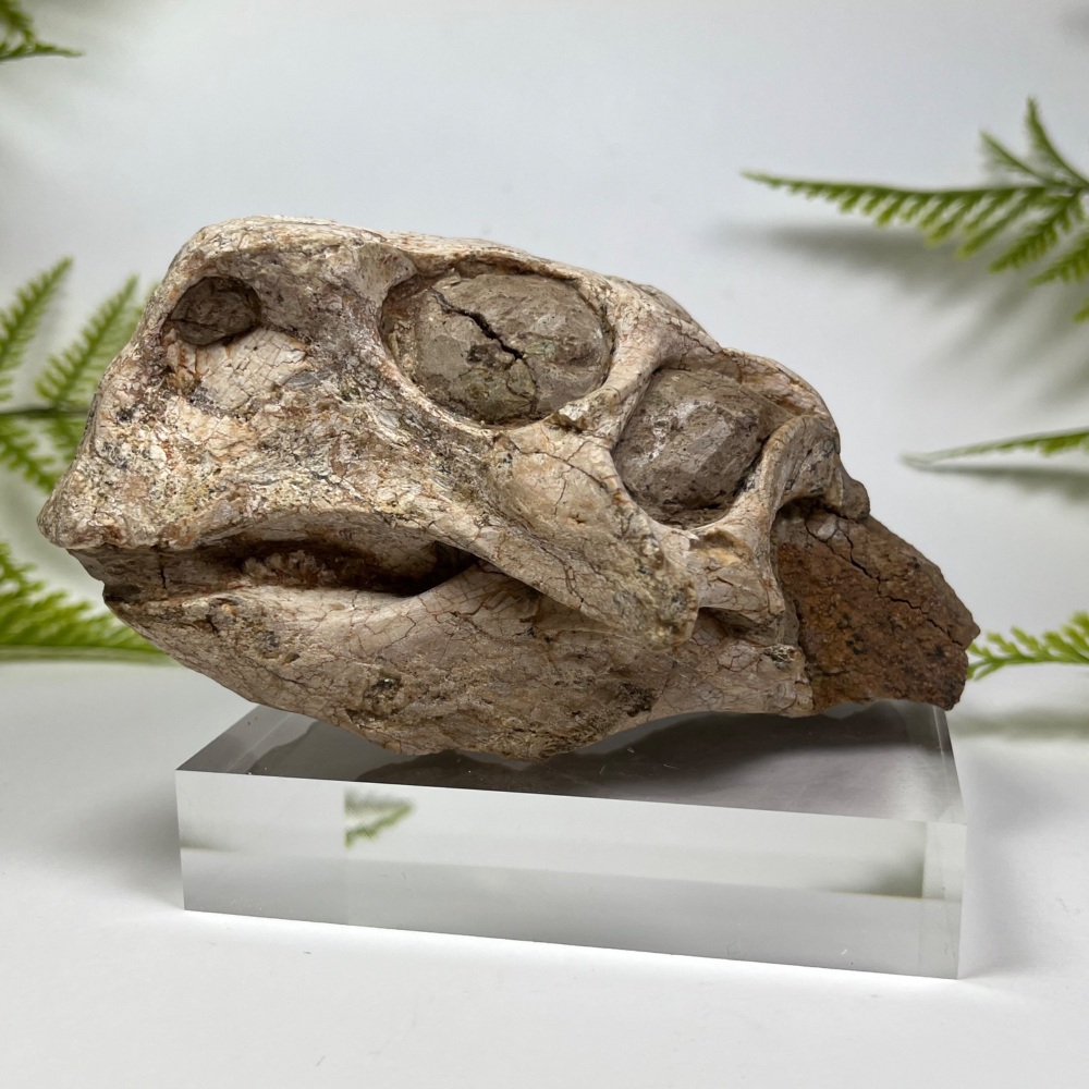 Psittacosaurus Dinosaur Skull