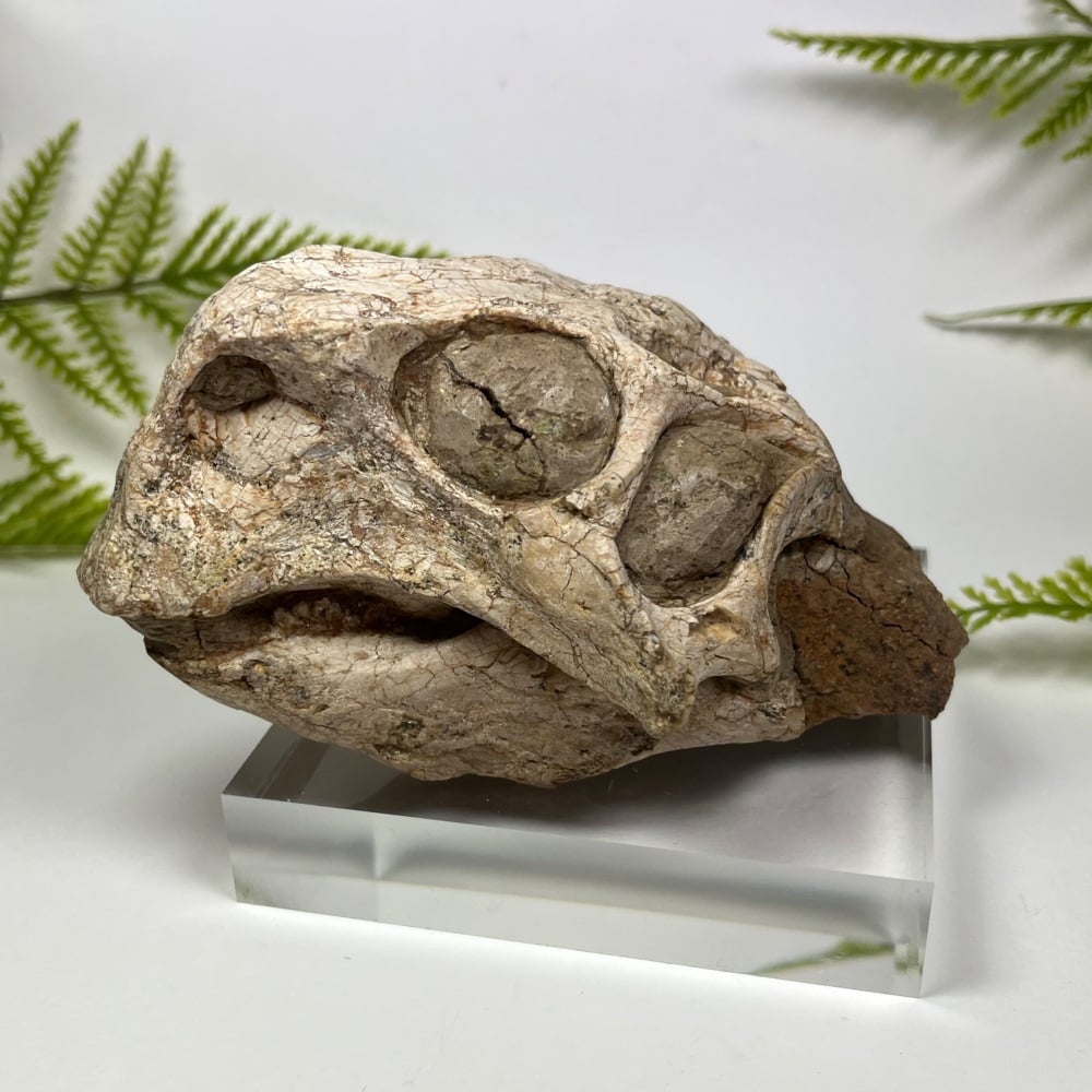 Psittacosaurus Dinosaur Skull