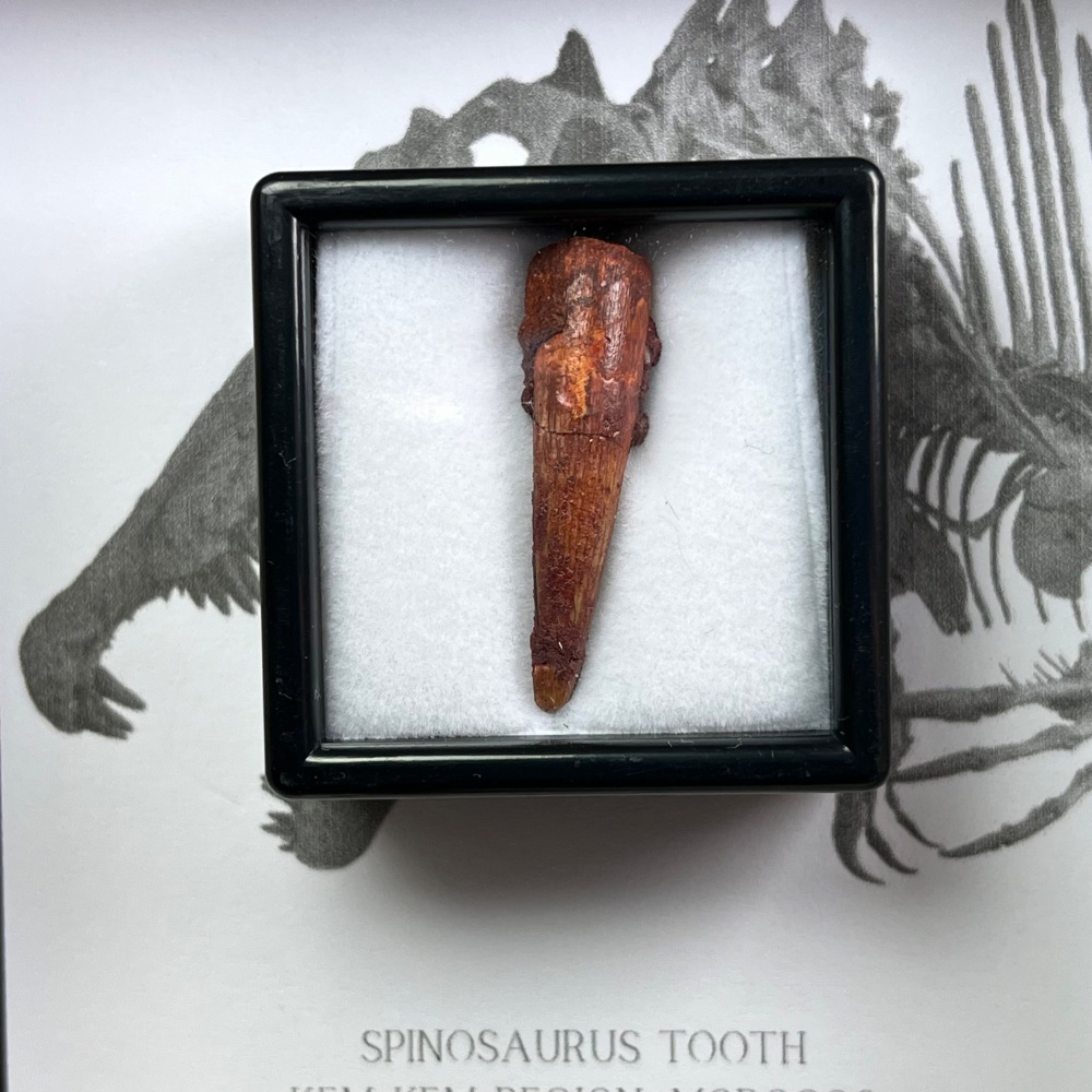 Spinosaurus Tooth