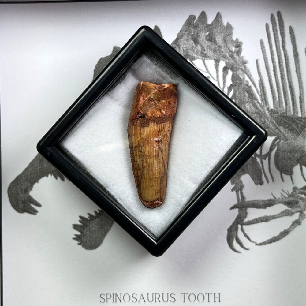 Spinosaurus Tooth