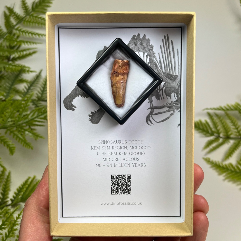 Spinosaurus Tooth