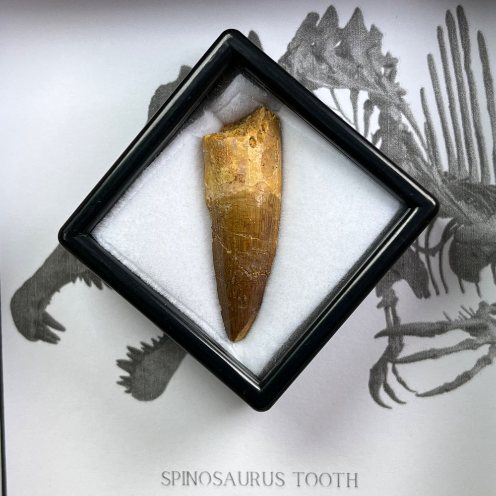 Spinosaurus Tooth