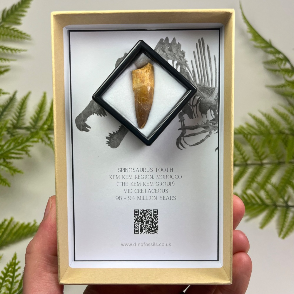 Spinosaurus Tooth