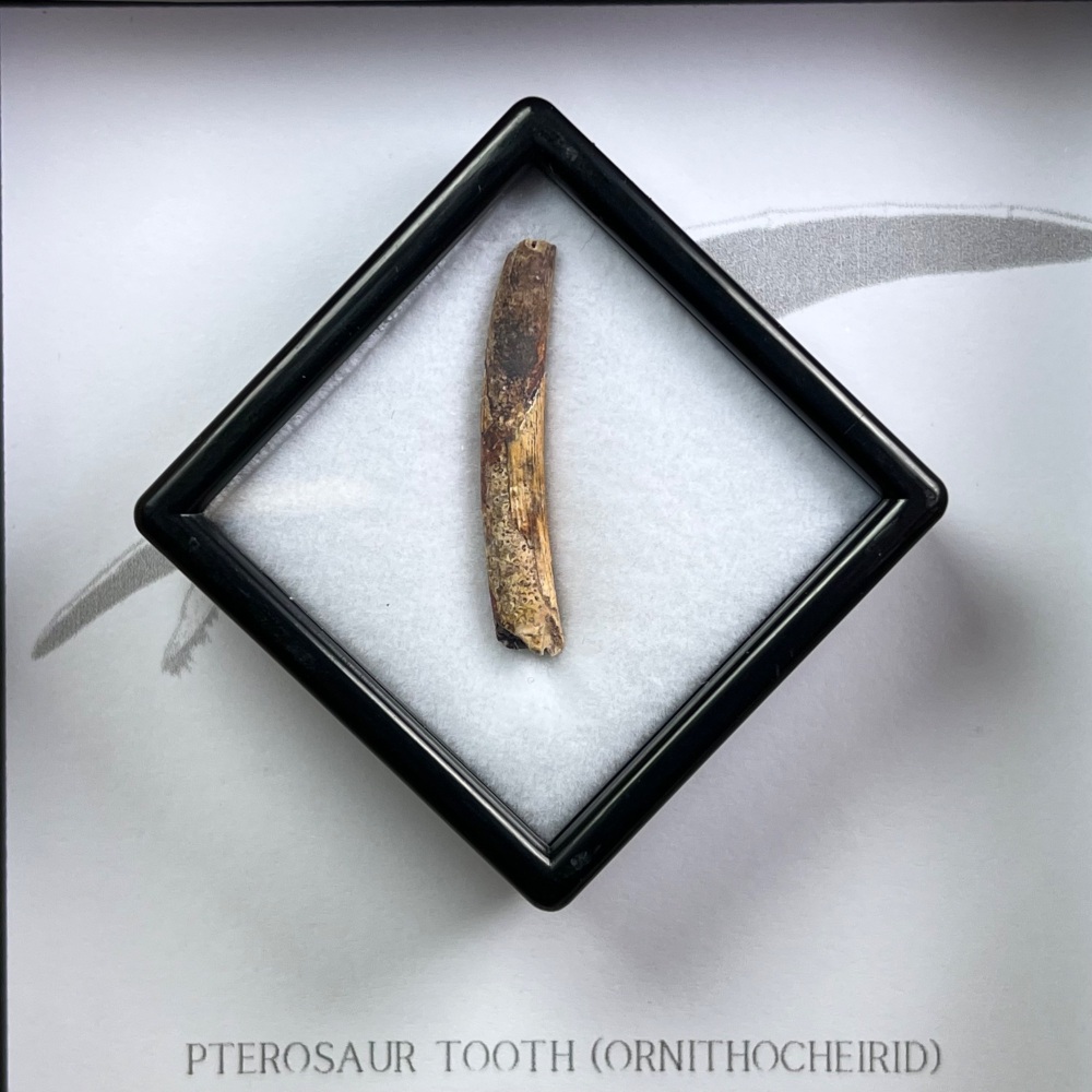 Pterosaur Tooth (Ornithocheirid)
