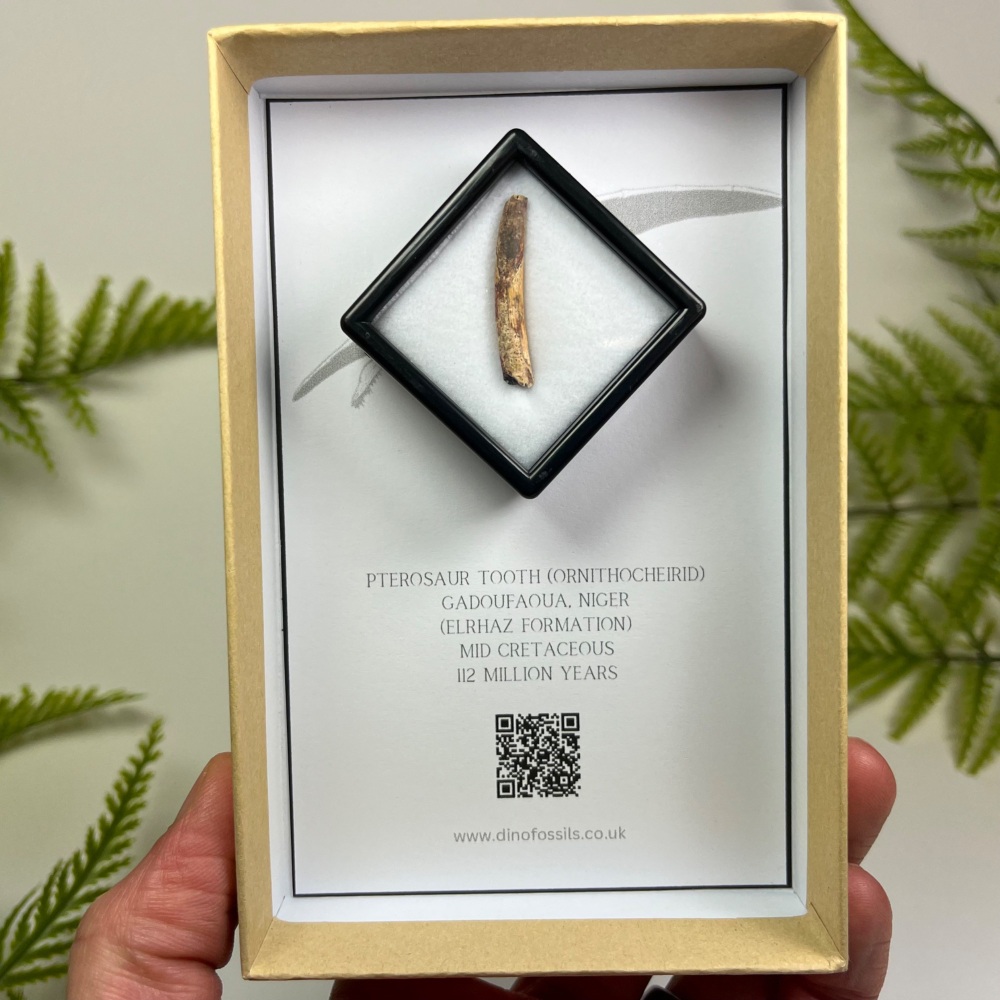 Pterosaur Tooth (Ornithocheirid)